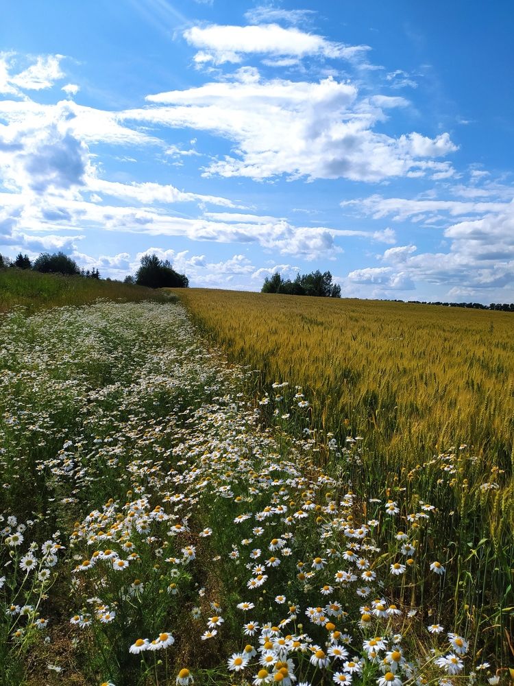Фотография автора Дарья Петровская