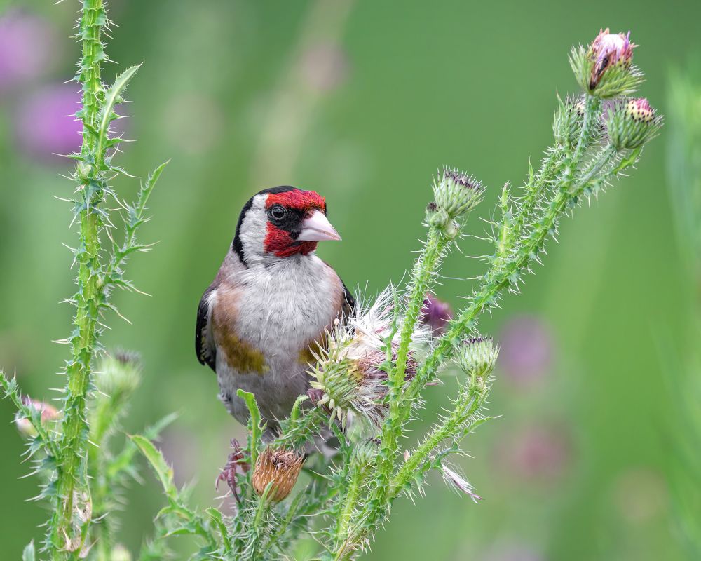 Черноголовый щегол