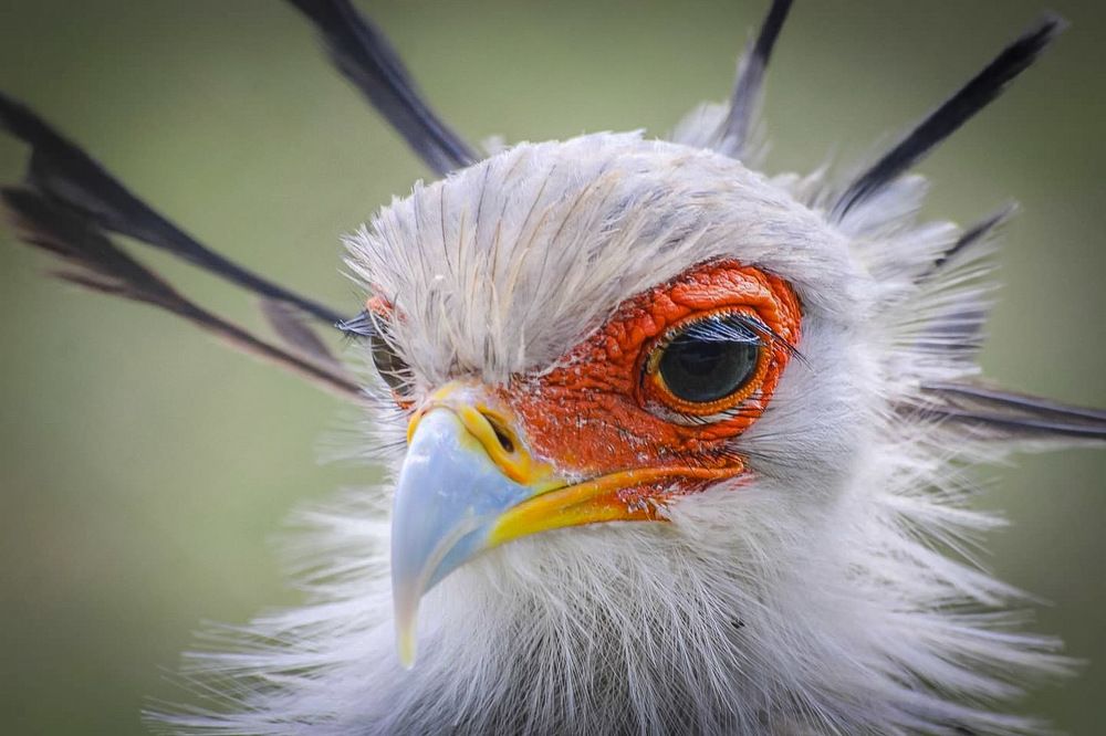 Secretary bird Rehabilitation