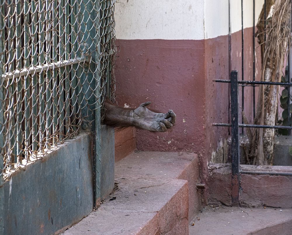 Photograph by Youssef Sabry