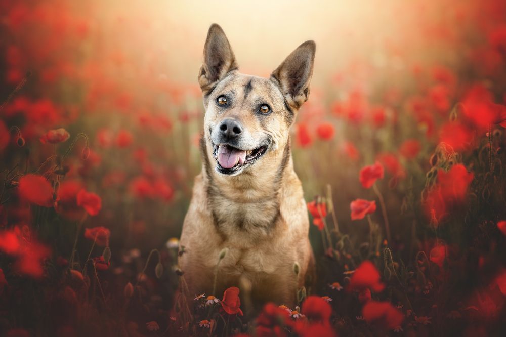 Фотография автора Rut Casanellas