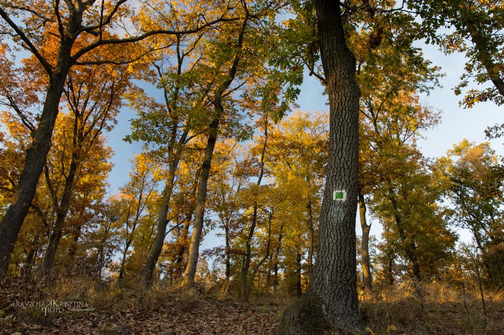 Фотография автора Krisztina Kaposvari