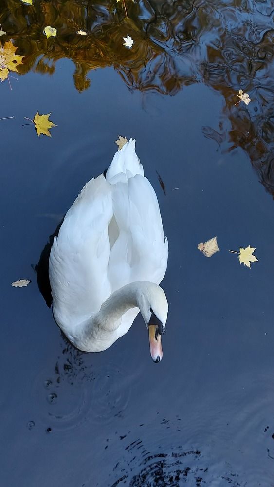 Photograph by ЭЛЬМИРА  ИСМАИЛОВА