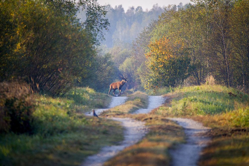 Photograph by Дмитрий Черепков