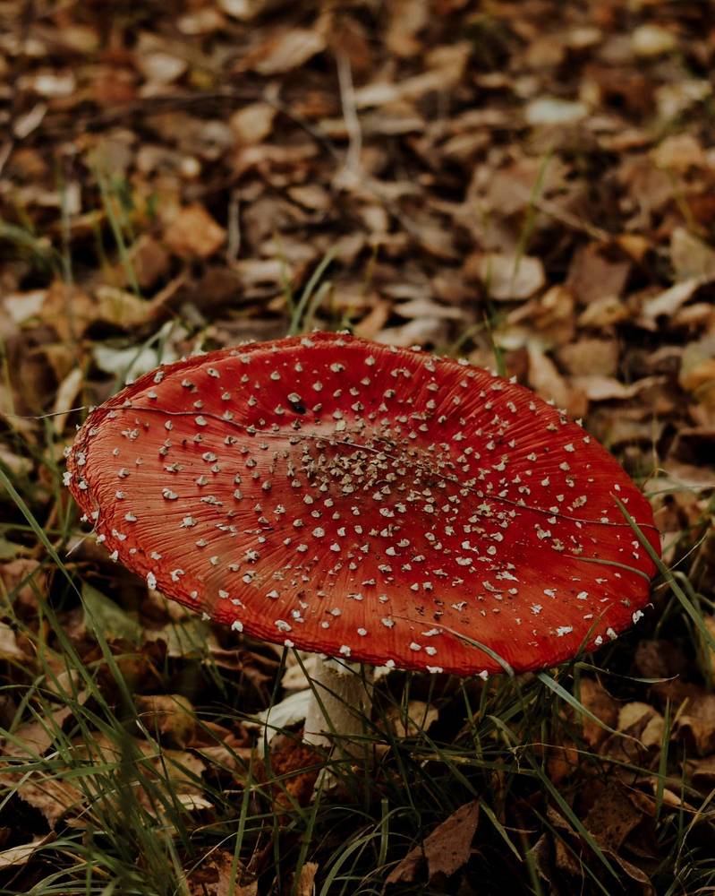 Photograph by Олеся Бронзова