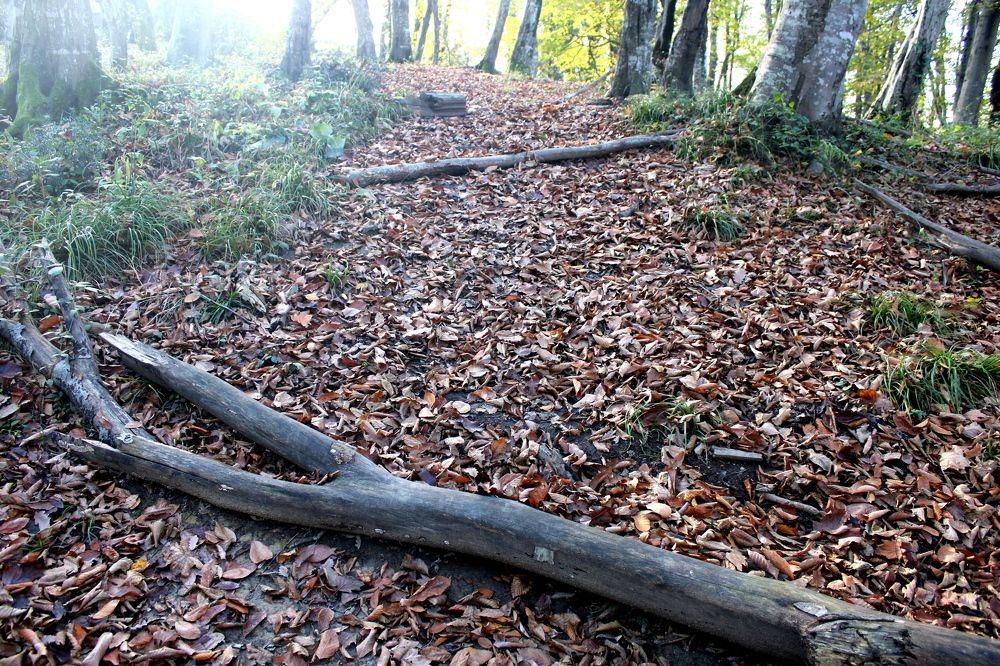 Photograph by Николай Немчанинов