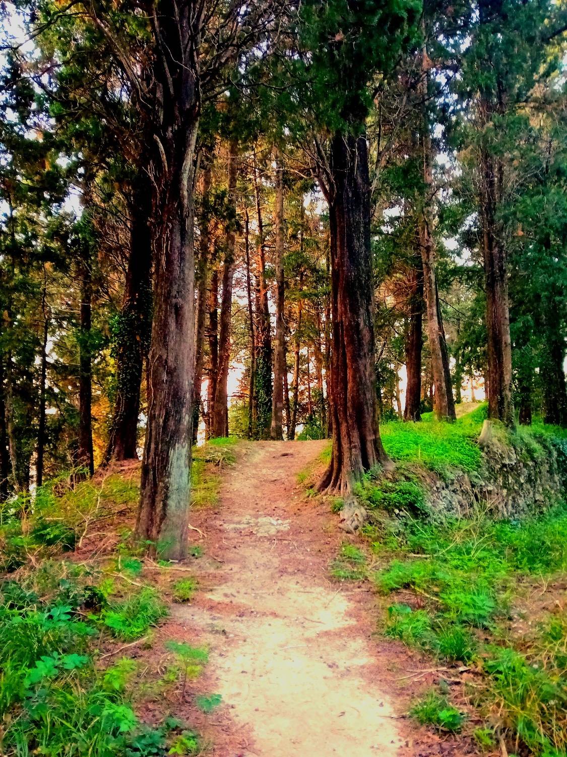 Beautiful path