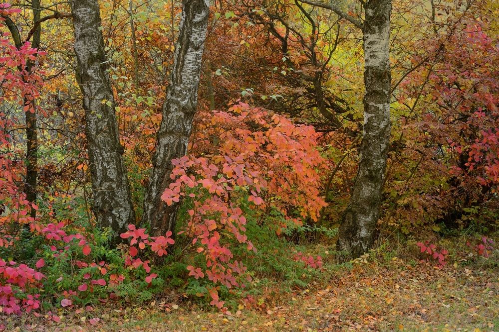 Осеннее утро