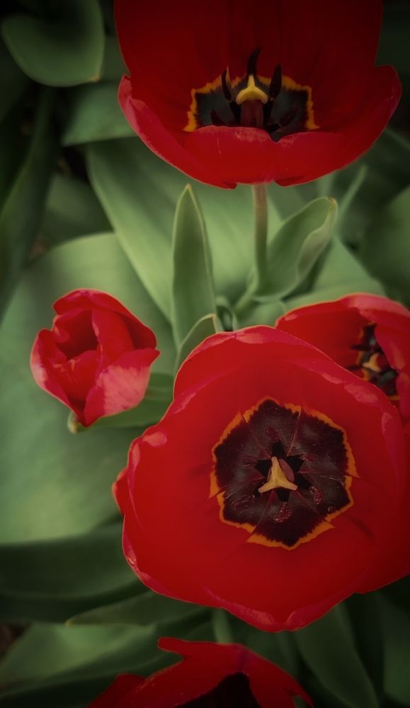 Фотография автора Анастасия Мамаева