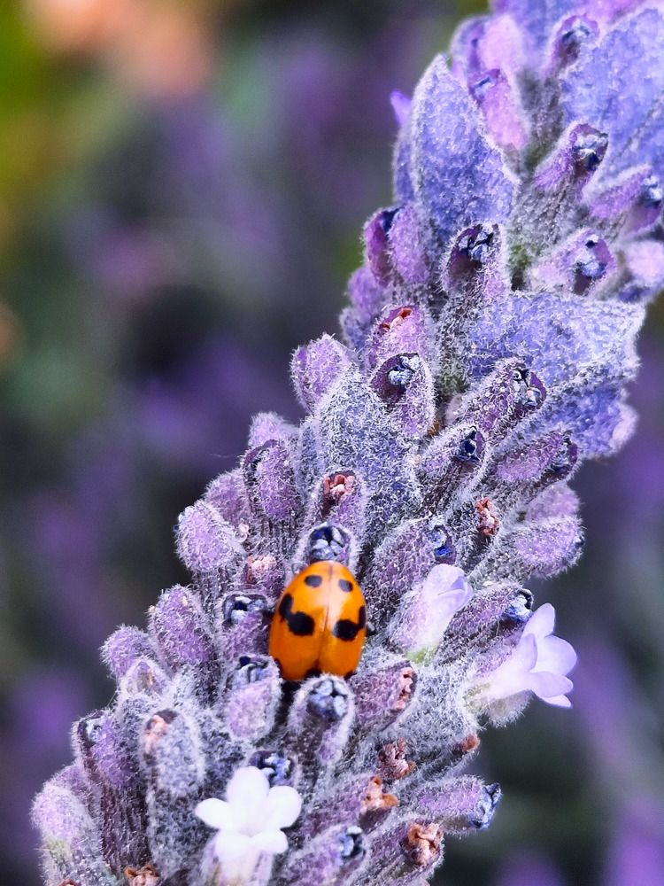 Фотография автора Bernadette Pretorius