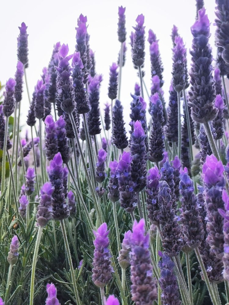 Фотография автора Bernadette Pretorius