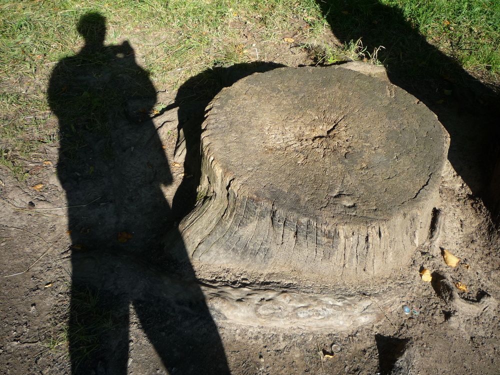 Photo #11222467