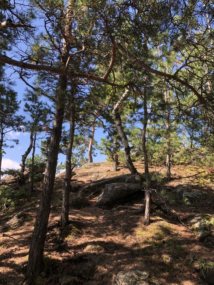 Фотография автора Светлана Гончарова