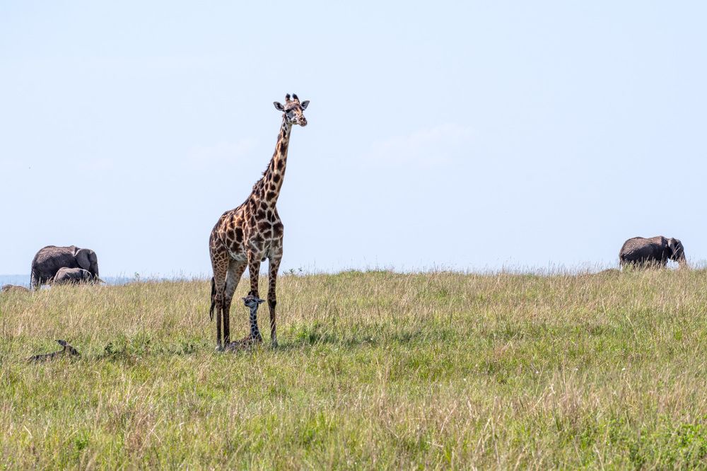 Harmony between animals