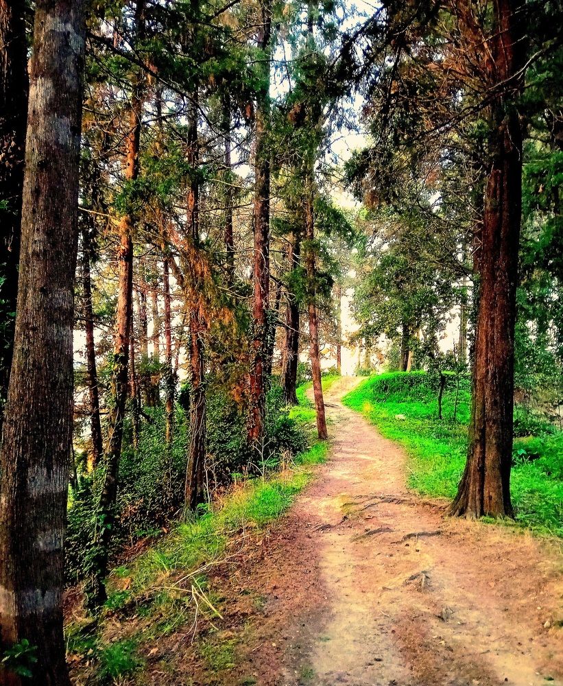 The path