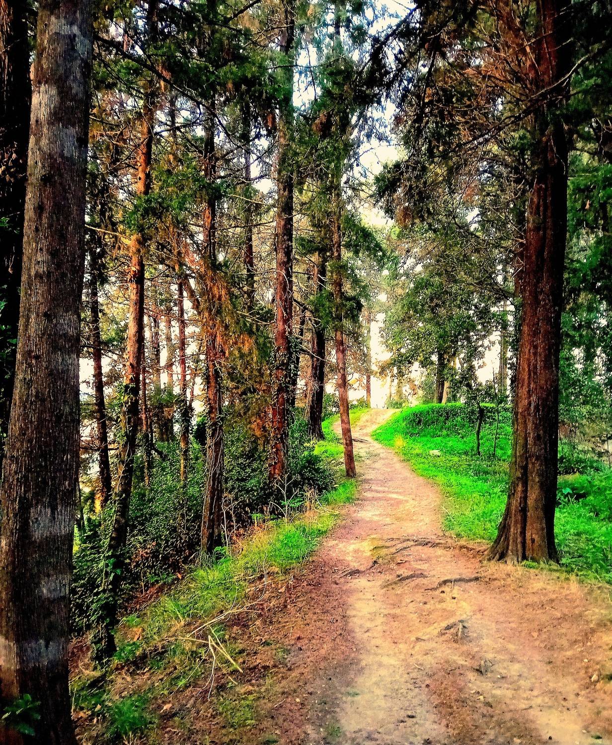 The path