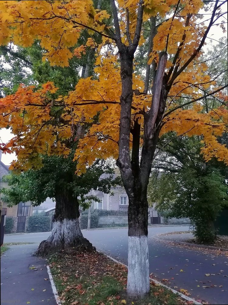 Фотография автора Анатолий Борисенко