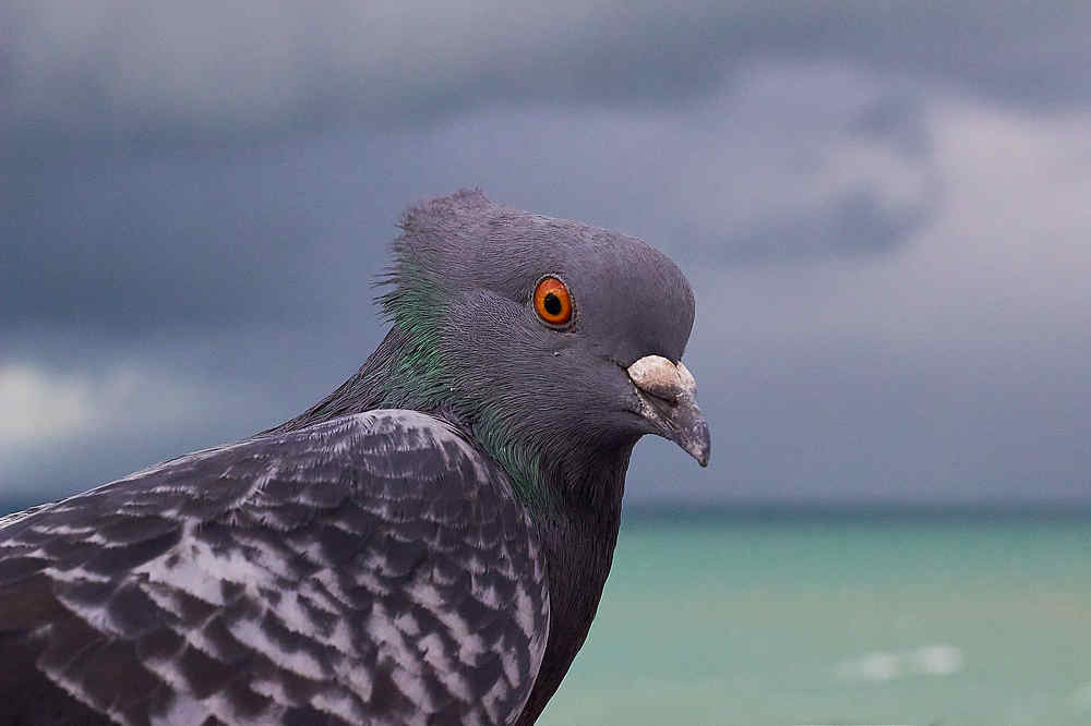 Photograph by Наталья Шевелева