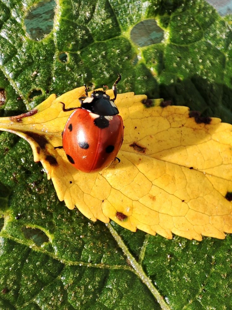 Photograph by Galina Novichkova