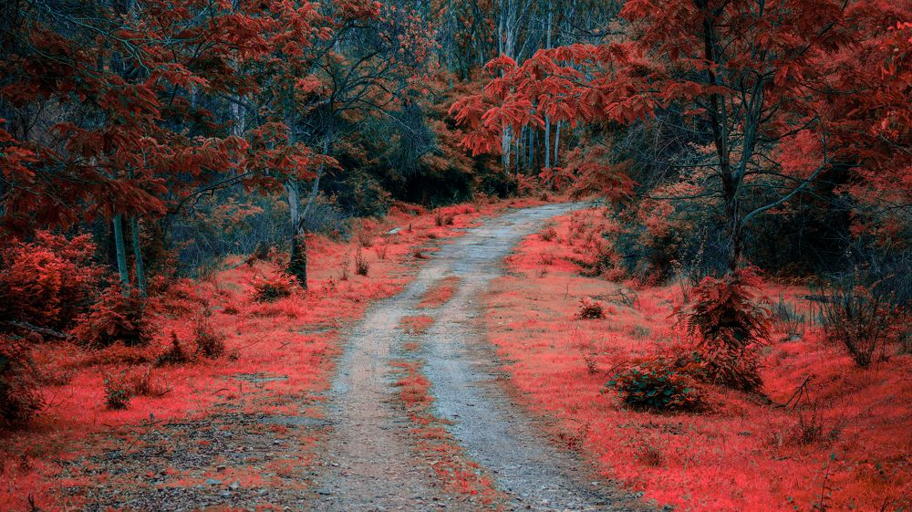 Photograph by Anurag Kashyap