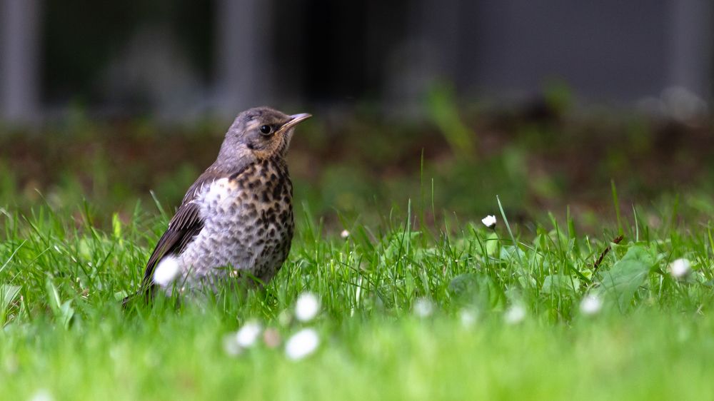Фотография автора Александр Довганюк