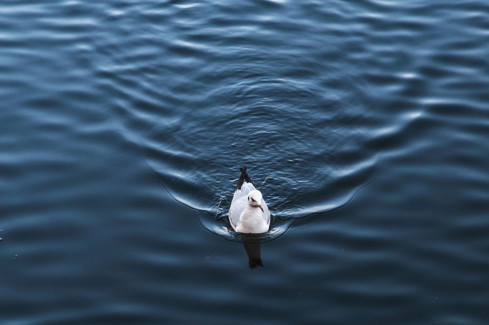 Photograph by Виталий Шкадинов