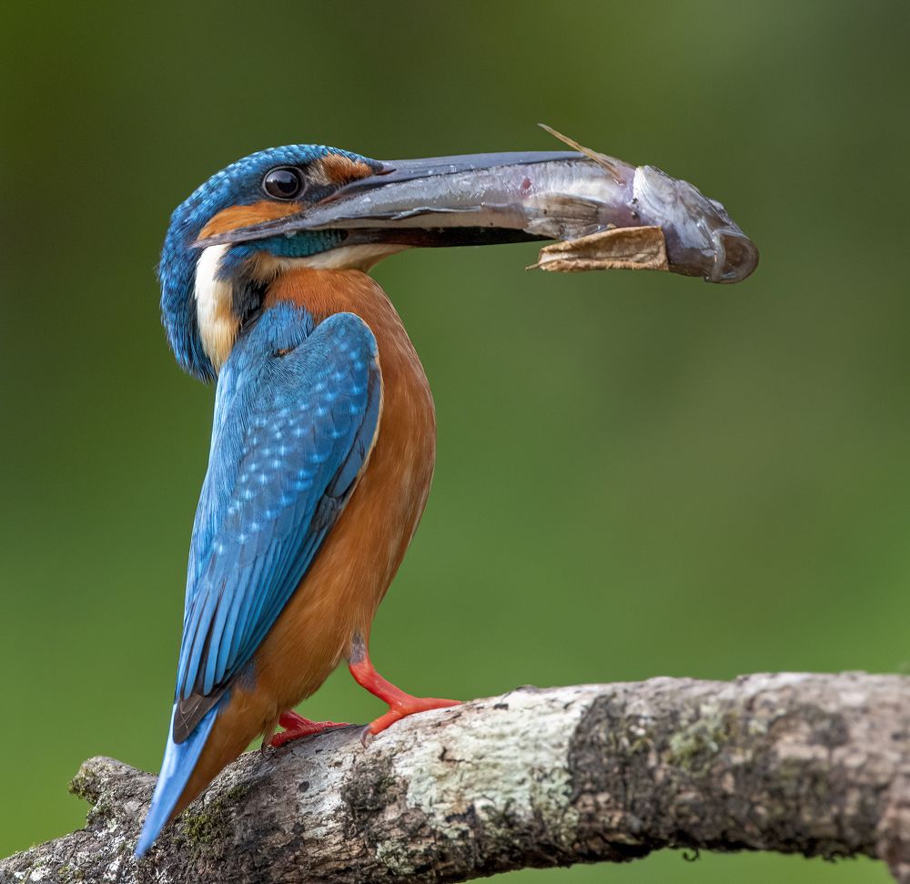 Фотография автора Viraj Athalye