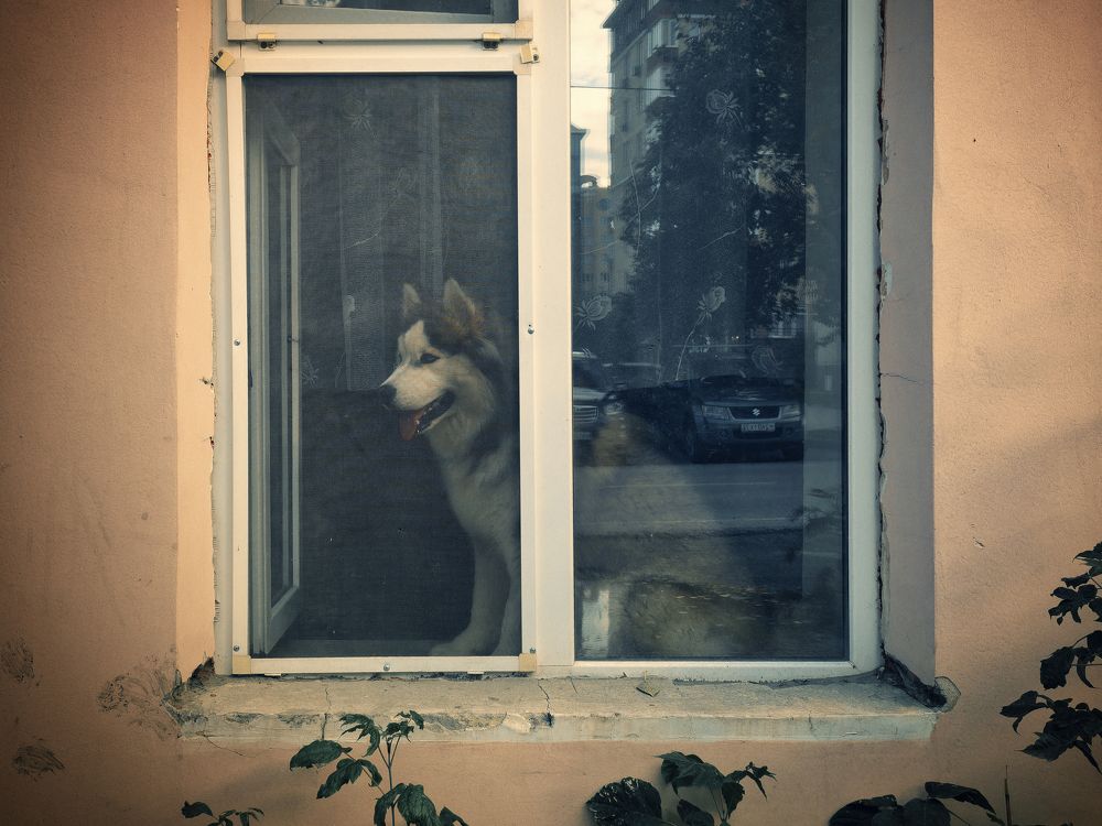 Photograph by Grebnev (DicDoc) Dmitriy