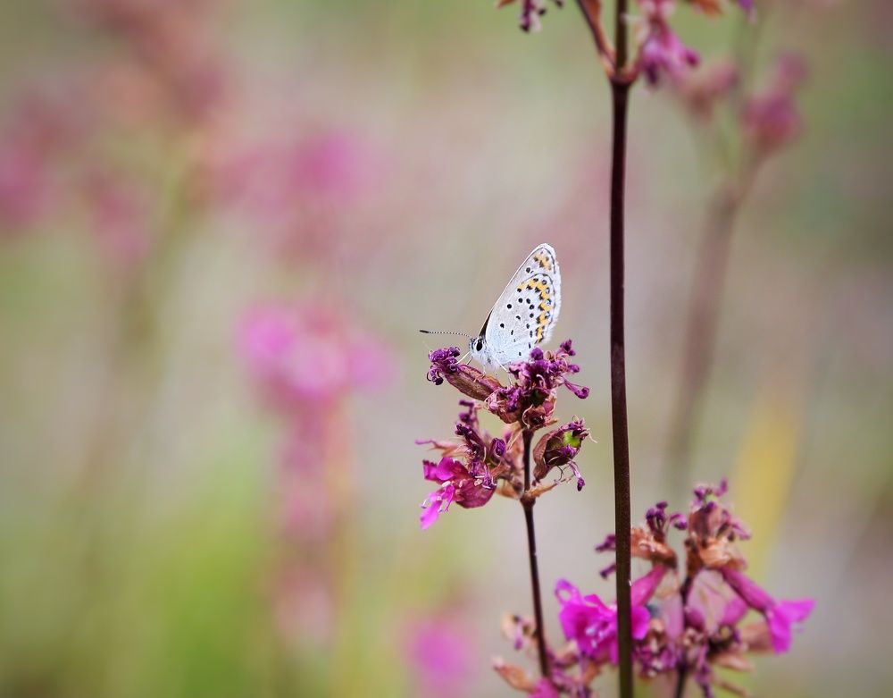 Photograph by Мария Андреева