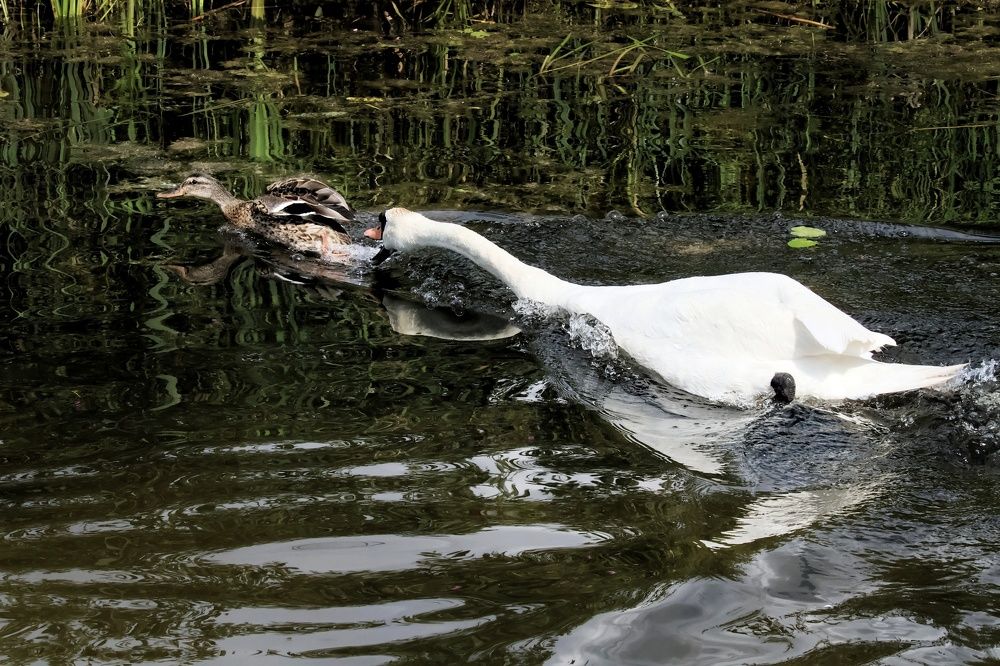 Photograph by Olga Asson