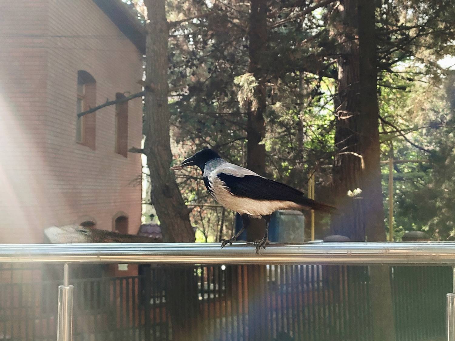Photo #11223334