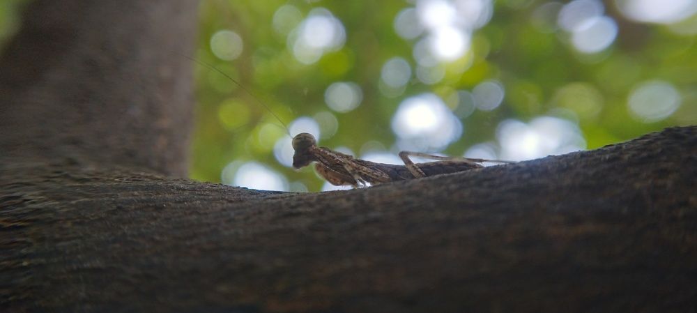 Photo #11223339