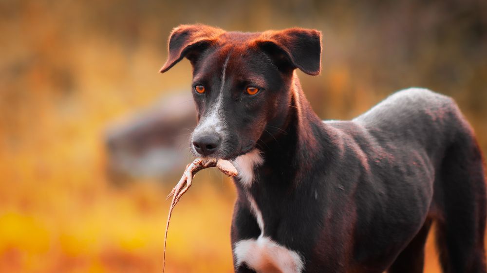 Photograph by Anurag Kashyap