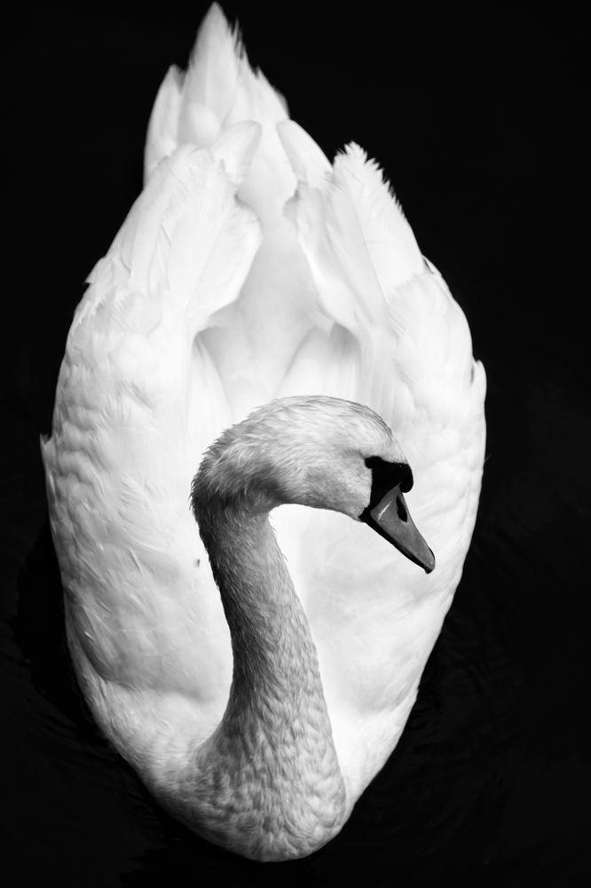 Photograph by Владимир Леликов-Кузьменко