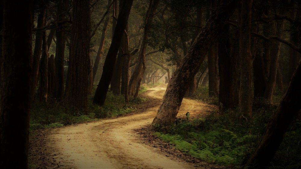 FOREST PATHWAYS