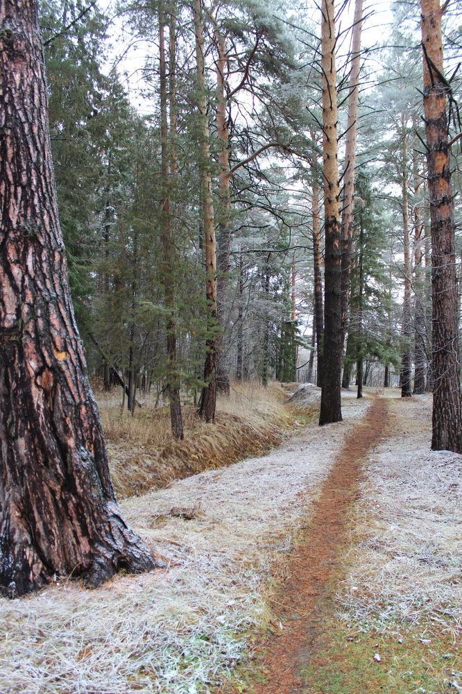 Фотография автора Сергей Шевырин