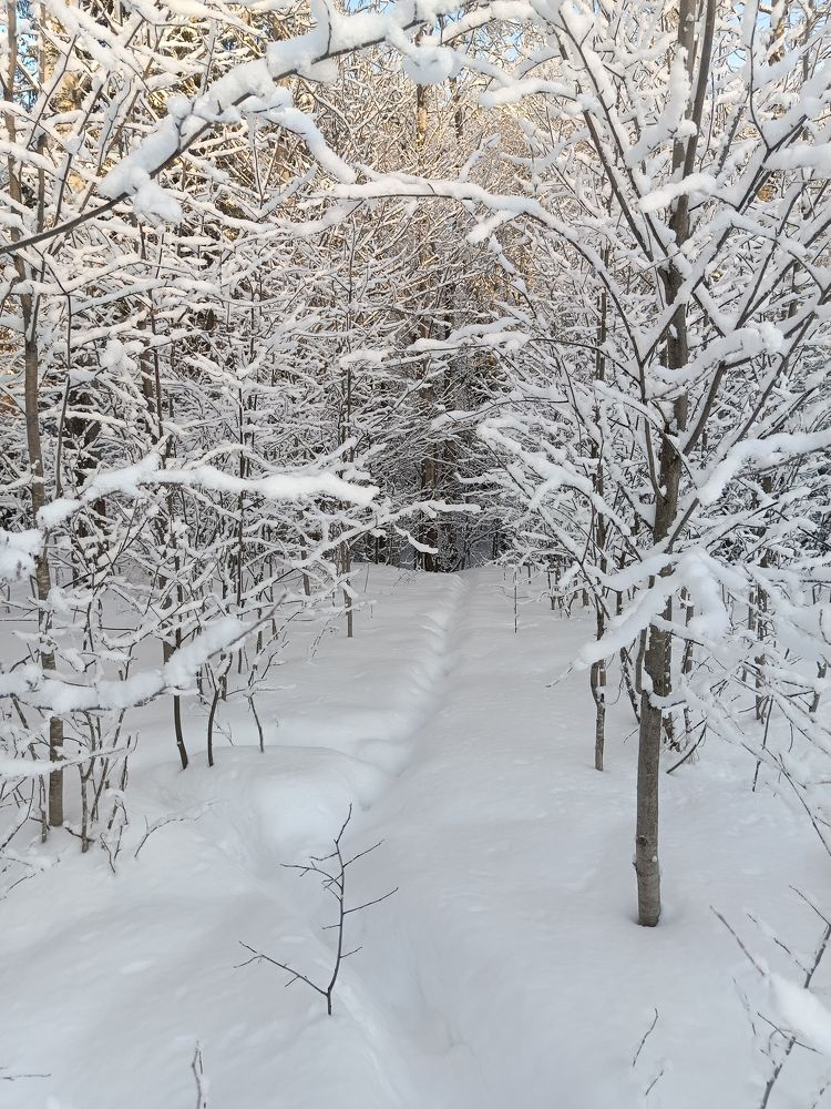 Фотография автора Сергей Шевырин