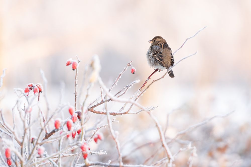 Photograph by Kovaleva Irina