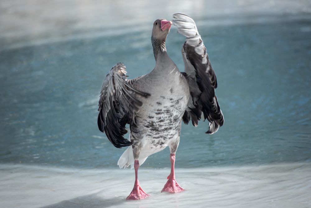 Photograph by Kovaleva Irina