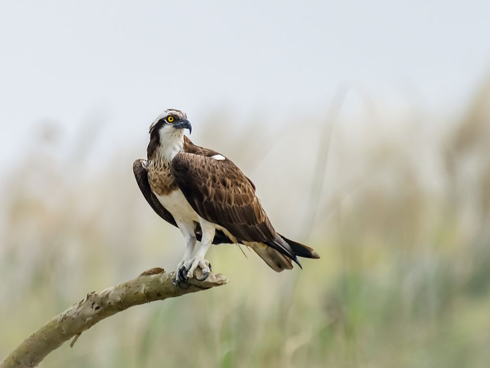 Photograph by Irene Chattopadhyay