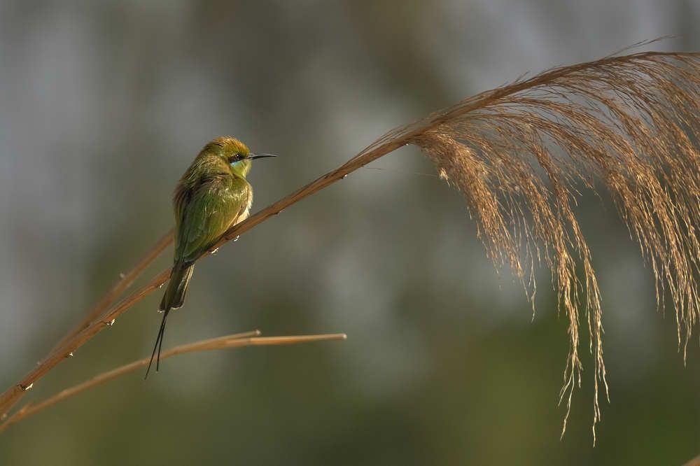 Фотография автора hisham tawhid