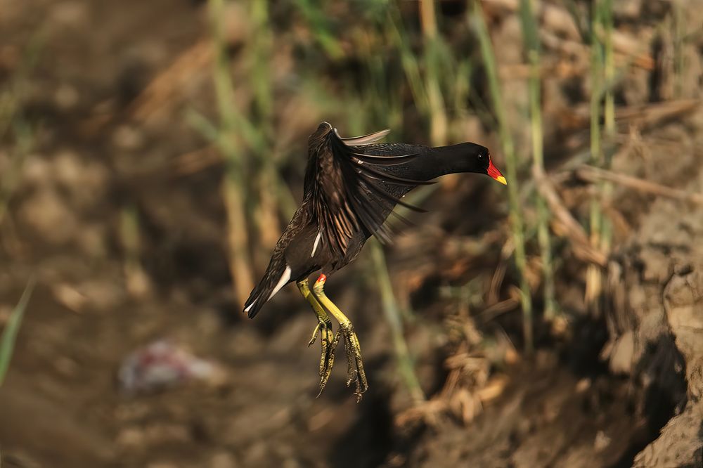 Фотография автора hisham tawhid