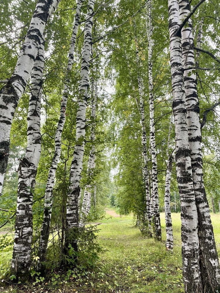 Photograph by Светлана Хохлова