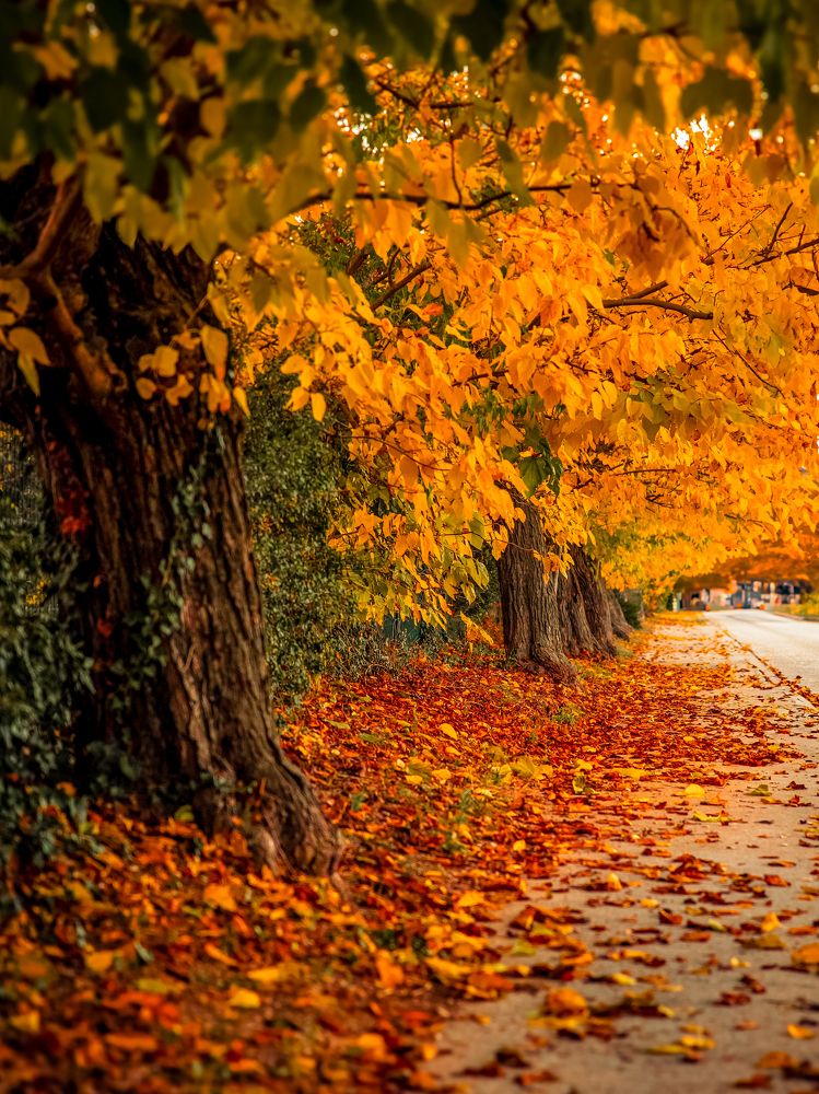 Тропинка в осень