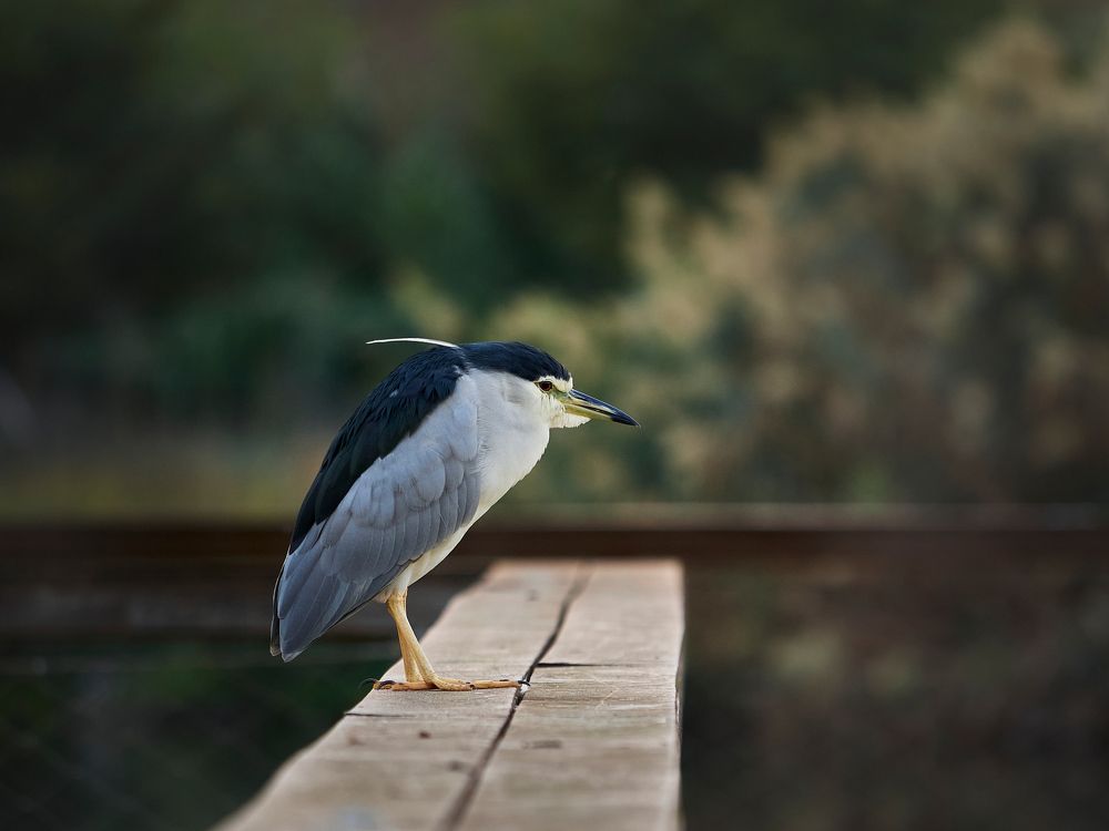 Photograph by David Solodar