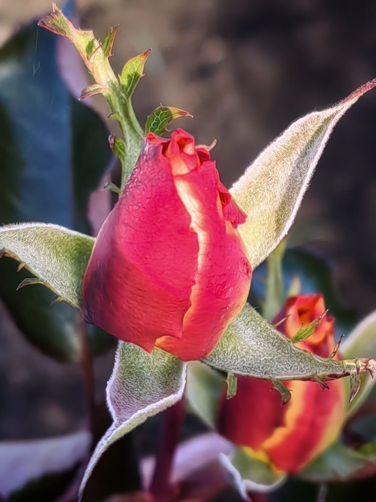 Photograph by Елена Есипова