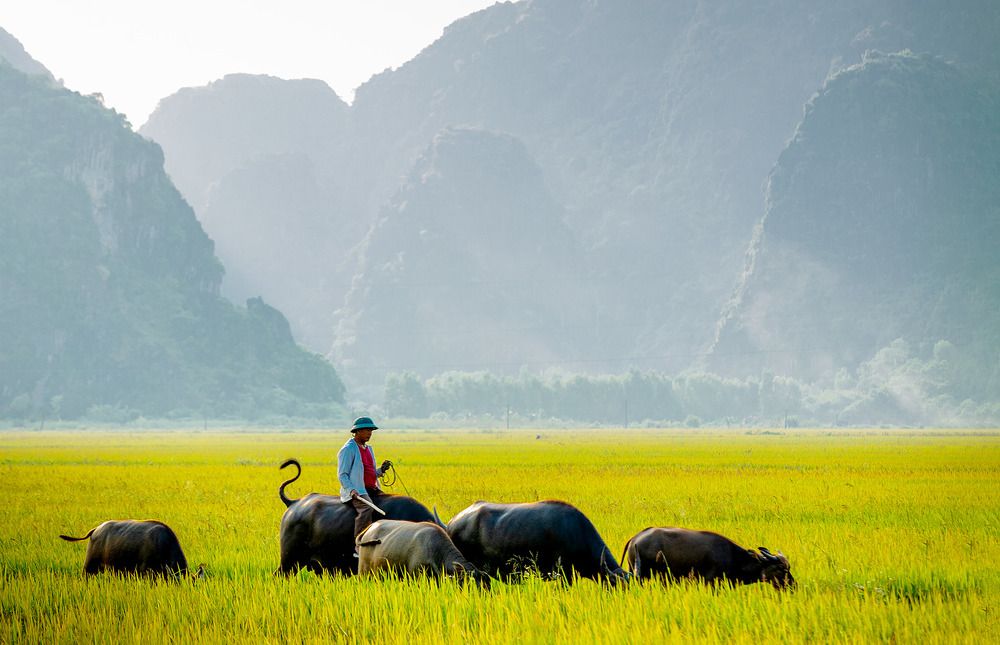 Photograph by Giang Vu