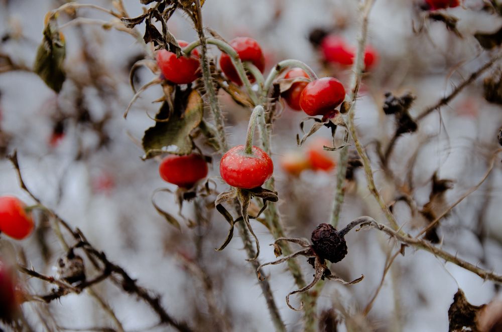 Photograph by Виолетта Бастет