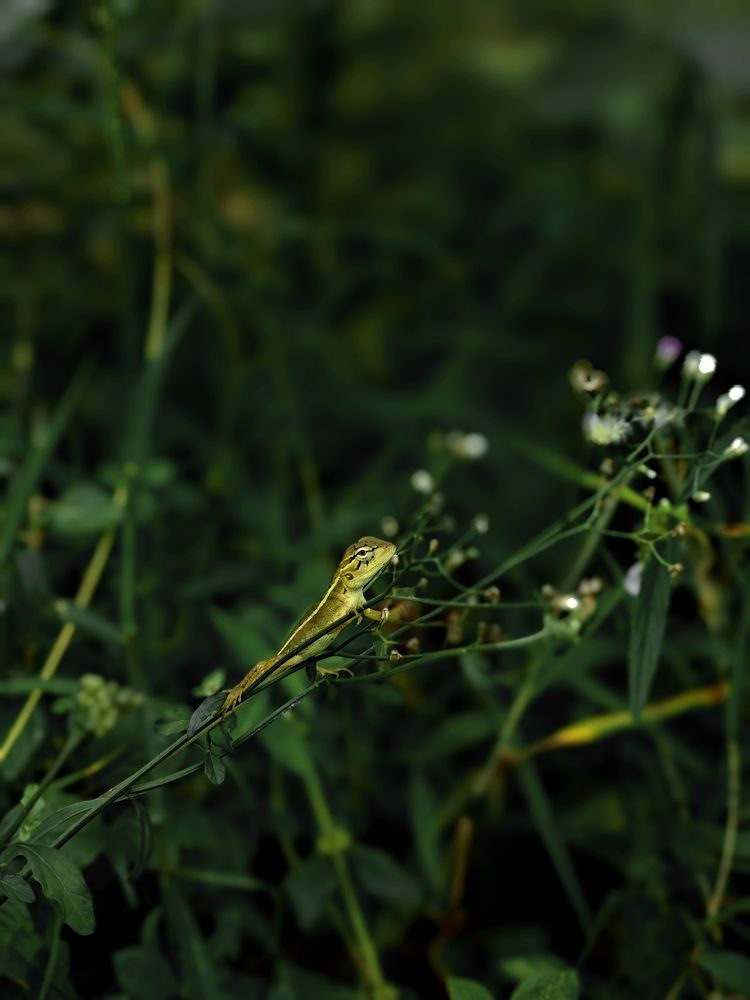 Photo #11224037
