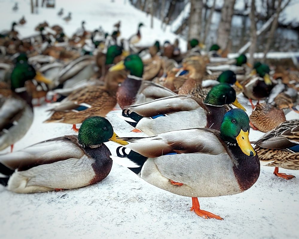 Photograph by Сергей Малашкин